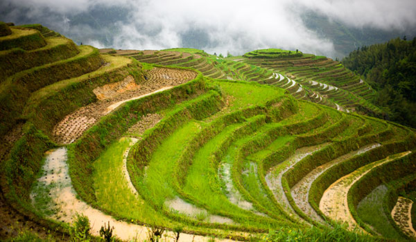 /community/blog/UploadPic/2013-11/Longji Rice Terraces 01.jpg